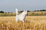SIBERIAN HUSKY 031